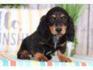 Dachshund Puppy for sale in Howard, OH, USA
