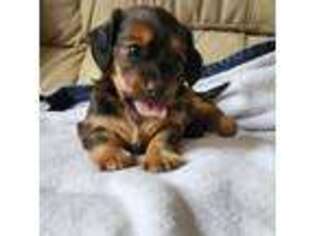 Dachshund Puppy for sale in North Waterboro, ME, USA