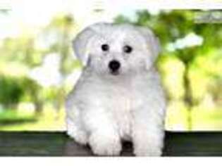 Schnoodle (Standard) Puppy for sale in Saint George, UT, USA