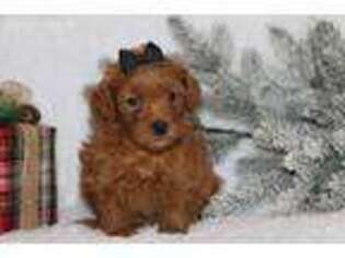 Goldendoodle Puppy for sale in Etna Green, IN, USA