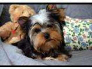 Yorkshire Terrier Puppy for sale in Apple Valley, CA, USA