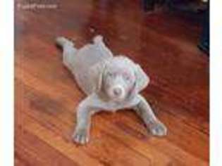 Labrador Retriever Puppy for sale in Cincinnati, OH, USA