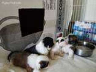 Maltese Puppy for sale in Ashfield, MA, USA