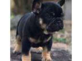 French Bulldog Puppy for sale in Massapequa, NY, USA