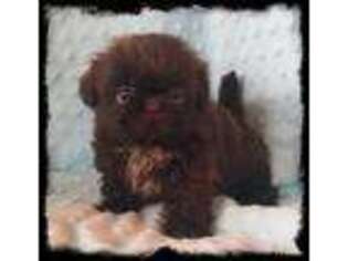 Mutt Puppy for sale in Hope, IN, USA