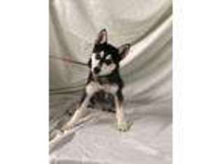 Alaskan Klee Kai Puppy for sale in Marion, OH, USA