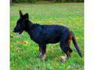 German Shepherd Dog Puppy for sale in Huntertown, IN, USA