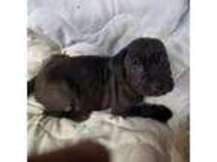 Cane Corso Puppy for sale in Glen Burnie, MD, USA