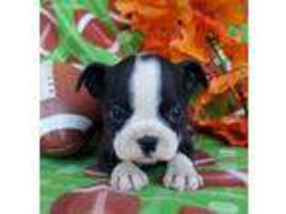 Boston Terrier Puppy for sale in New Haven, IN, USA