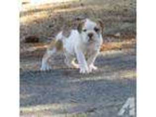 Olde English Bulldogge Puppy for sale in EMORY, TX, USA