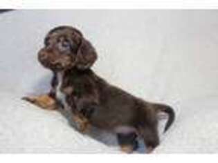 Dachshund Puppy for sale in Burlington, CO, USA