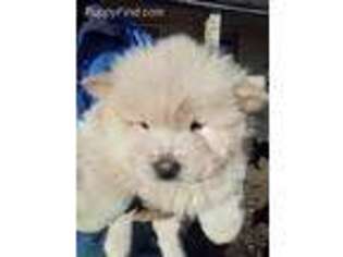Chow Chow Puppy for sale in Roanoke, VA, USA