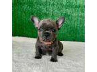 French Bulldog Puppy for sale in Dallas, TX, USA