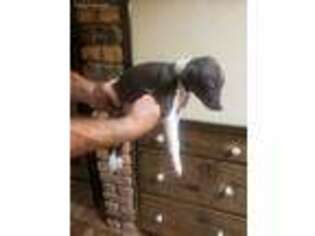 Italian Greyhound Puppy for sale in Springfield, OH, USA