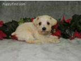 Schnoodle (Standard) Puppy for sale in Harrington, DE, USA