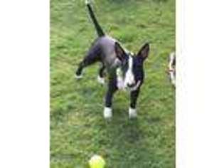 Bull Terrier Puppy for sale in Georgetown, TX, USA