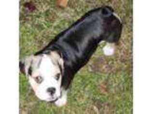 Bulldog Puppy for sale in Stafford, VA, USA