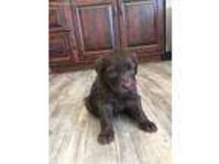 Labradoodle Puppy for sale in Montrose, CO, USA