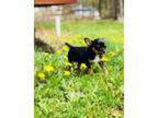 Chihuahua Puppy for sale in West Orange, NJ, USA