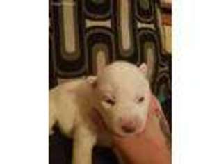 Siberian Husky Puppy for sale in Canton, OH, USA