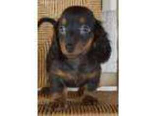 Dachshund Puppy for sale in Anderson, MO, USA