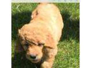 Goldendoodle Puppy for sale in Waupun, WI, USA