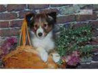 Shetland Sheepdog Puppy for sale in Springfield, MO, USA