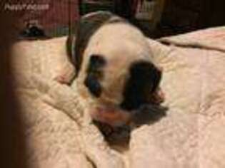 American Bulldog Puppy for sale in Benton, ME, USA
