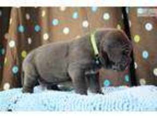 Neapolitan Mastiff Puppy for sale in Columbia, MO, USA