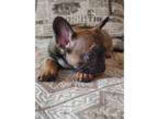 French Bulldog Puppy for sale in Rockville, MD, USA