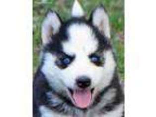 Siberian Husky Puppy for sale in Youngsville, NC, USA