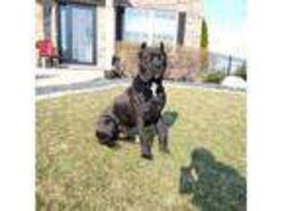 Cane Corso Puppy for sale in New Lenox, IL, USA