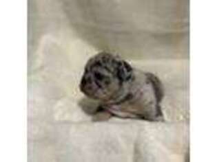 French Bulldog Puppy for sale in New Ulm, MN, USA