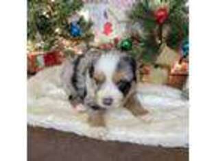 Miniature Australian Shepherd Puppy for sale in Konawa, OK, USA