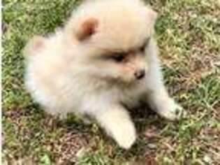 Pomeranian Puppy for sale in Eden, NC, USA