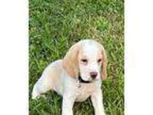 Beagle Puppy for sale in Dalton, GA, USA