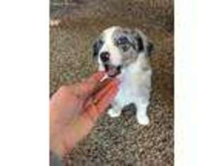 Miniature Australian Shepherd Puppy for sale in Painesville, OH, USA