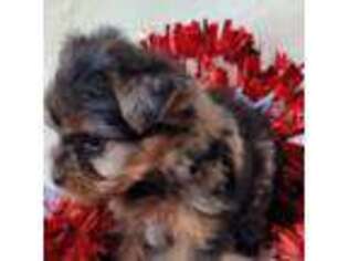 Yorkshire Terrier Puppy for sale in Troy, OH, USA