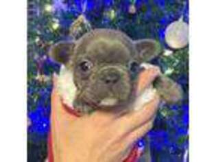 French Bulldog Puppy for sale in Greenwood, AR, USA