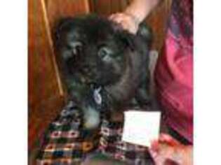 Keeshond Puppy for sale in Chula, MO, USA