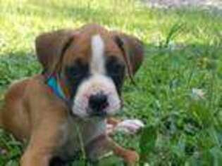 Boxer Puppy for sale in West Salem, OH, USA