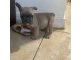 French Bulldog Puppy for sale in Aurora, CO, USA