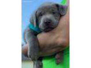 Labrador Retriever Puppy for sale in Bonham, TX, USA
