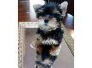 Yorkshire Terrier Puppy for sale in Glendale, AZ, USA