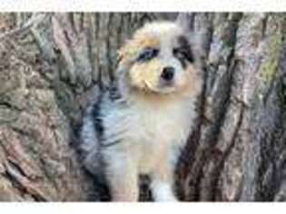 Australian Shepherd Puppy for sale in Joplin, MO, USA