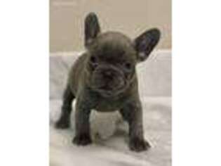 French Bulldog Puppy for sale in Beaumont, TX, USA