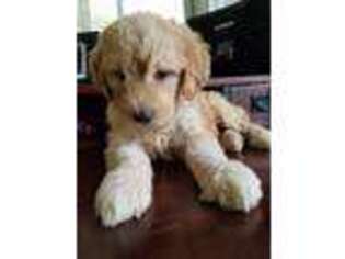 Goldendoodle Puppy for sale in Independence, LA, USA