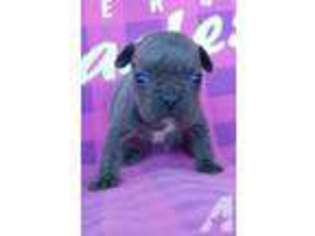 French Bulldog Puppy for sale in OWINGSVILLE, KY, USA