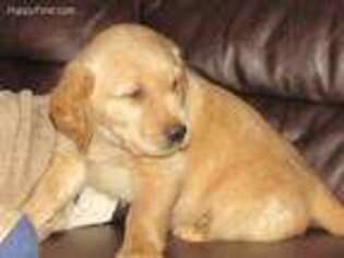 Golden Retriever Puppy for sale in Holly Springs, MS, USA