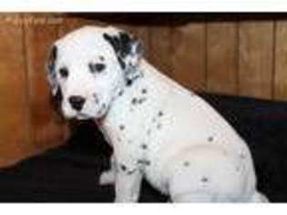 Dalmatian Puppy for sale in Morrison, TN, USA
